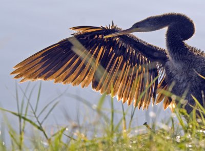 Anhinga  Drying