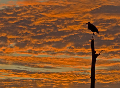 Great Blue Heron-Sunrise at Viera