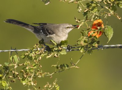 Mockingbird with Wild Balsam Apple  8229