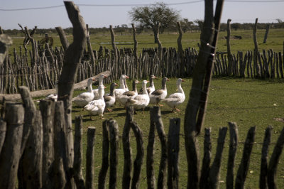 Goose Yard in Settlement