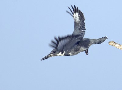 Kingfisher Heading for a Fish