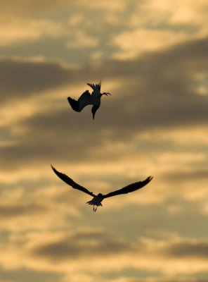  Tern Nupial Flight