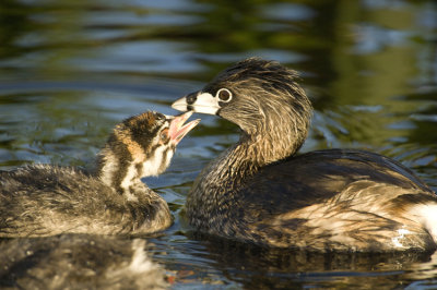 Grebe Mother and Chick