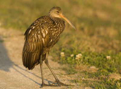 Limpkin