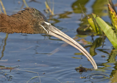 Glossy Ibis