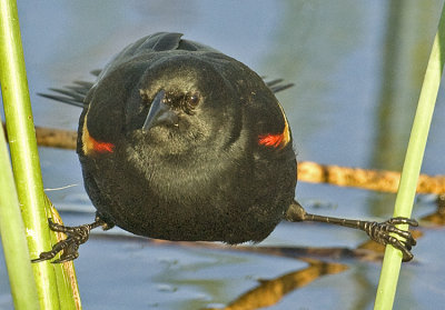 Red-winged Blackbird