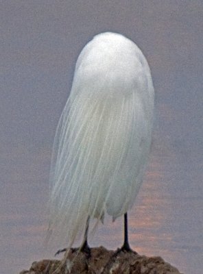  Snowy Egret