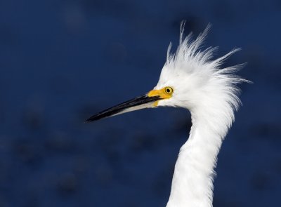 Snowy Egret