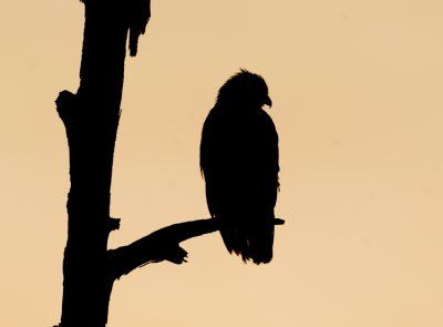 Red-shouldered Hawk  at Sunset