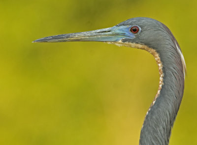 Tricolor Heron