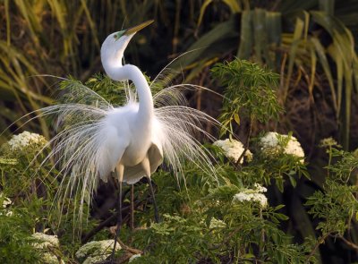  Great Egret Nuptial Plumage