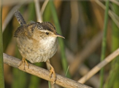 Marsh Wren