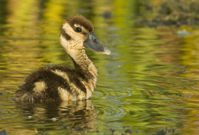 Black-bellied Whistling Duck Chick