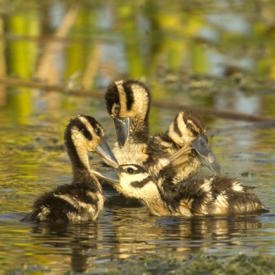 0Black-bellied Whistling Duck Preening Chicks