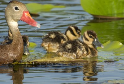  BBWD parent and chicks