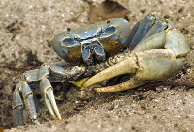 Great Land Crab  Cardisoma guanhumi