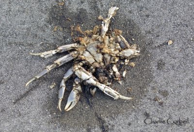  Land Crab  Road Kill