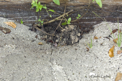 Land Crab  Sealed Burrow During Molt
