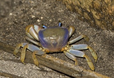 Land Crab in Beautiful Colors