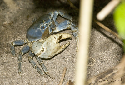 Land Crab Big claw