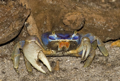 Land Crab in Sand