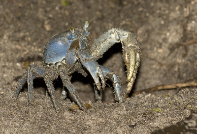 Land Crab in Sandy Soil