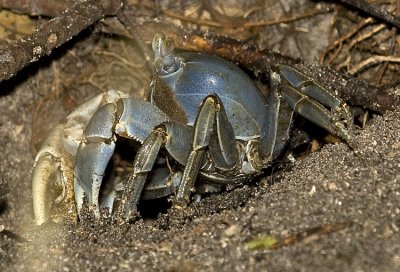 Land Crab at Burrow  045