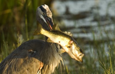 20101005 Viera GBH w Fish_1783.jpg