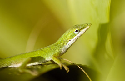 20100907Viera Green Anole 0808