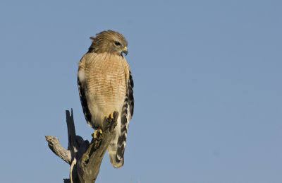 20101106_Red Shouldred  Hawk  3191.jpg