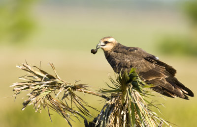 20101108_Snail Kite w/ Snail  3446.jpg