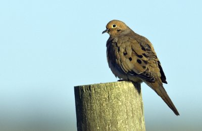 20101112 Mourning Dove 3675.jpg