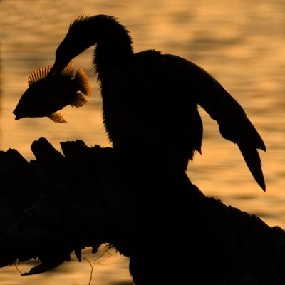 Anhinga with fish   2392