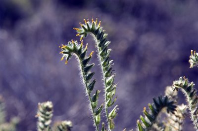 Fiddleneck     6384