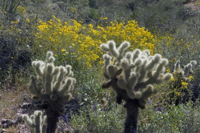 Cactus and Wildflowers    6478