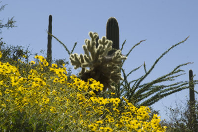 Flwers and Cactus  6493