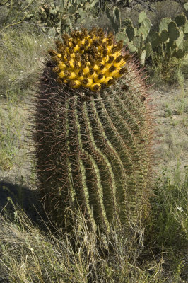 Barrell Cactus   6776