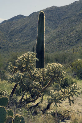 Cactus Group    6789