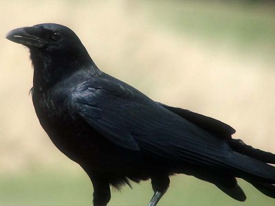 Crow