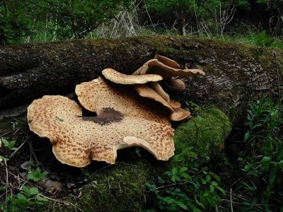 Biggest Fungi I've Ever Seen  (Polyporus squamosus )