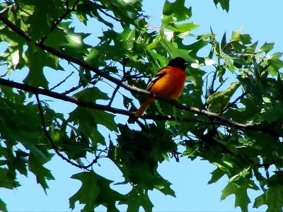 Baltimore Oriole