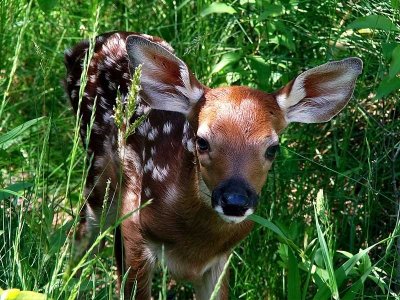 White Tailed Fawn 2