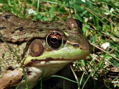 Green Frog Up Close