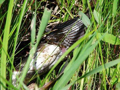 Water Snake Eating Fish 2