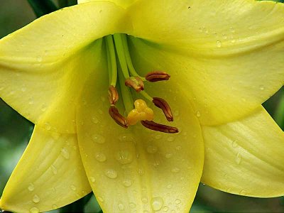 Yellow Lilly H-5