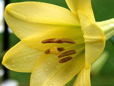 Yellow Lilly<br>Side View R1
