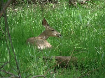 Mule Deer & Video