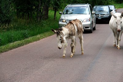 Wild Burros & VIDEO