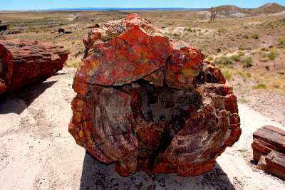 Petrified Forest, Arizona