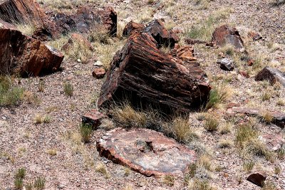 Petrified Forest, Arizona